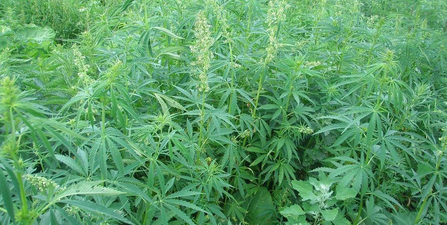 Фото: ru.publika.md