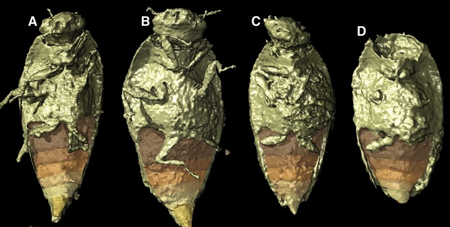 Triamyxa coprolithica, найдавніший жук