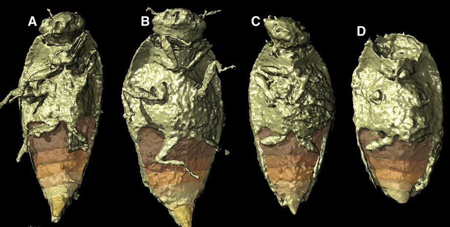 Triamyxa coprolithica, самый древний жук