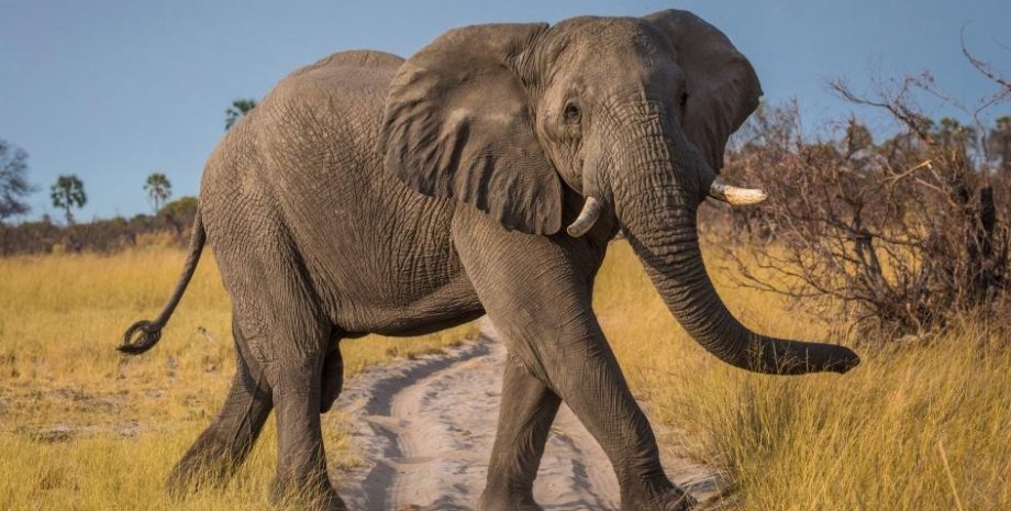 слон напал на туристку индия