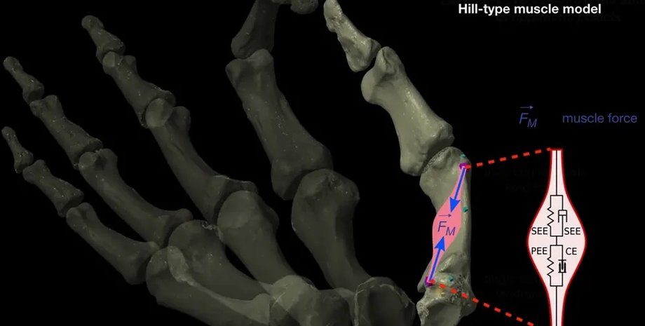рука, пальці