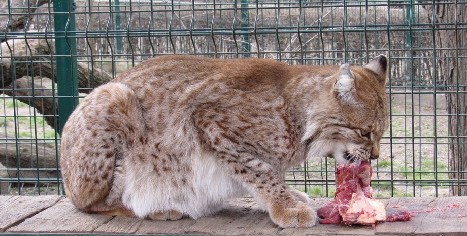 Николаев, зоопарк, рысята,