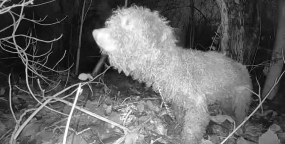 Собаку нашли в лесу через четыре месяца после исчезновения, животное нашли в дикой природе, интересные истории, животные