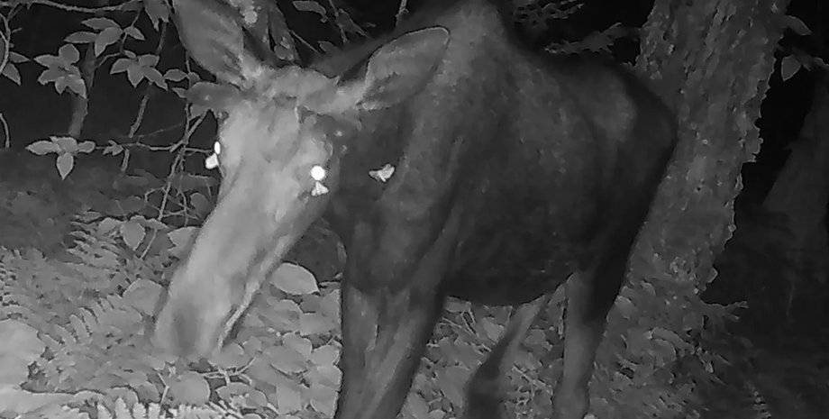 Лось слезы мотыльки Лось слезы мотыльки