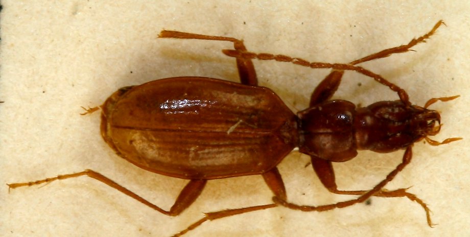 жук гитлера, безглазый жук гитлера