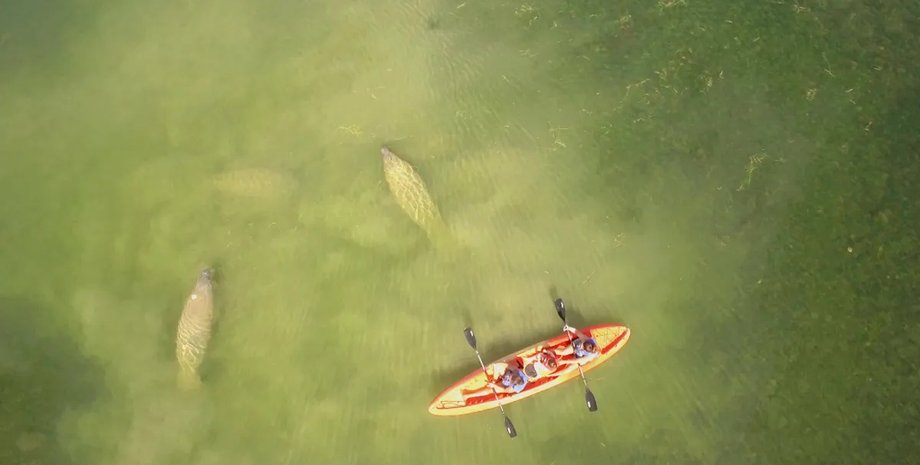 Серце вагою 16 кг: біля берегів Каліфорнії знайдено істоту, схожу на ламантина, розміром із човен