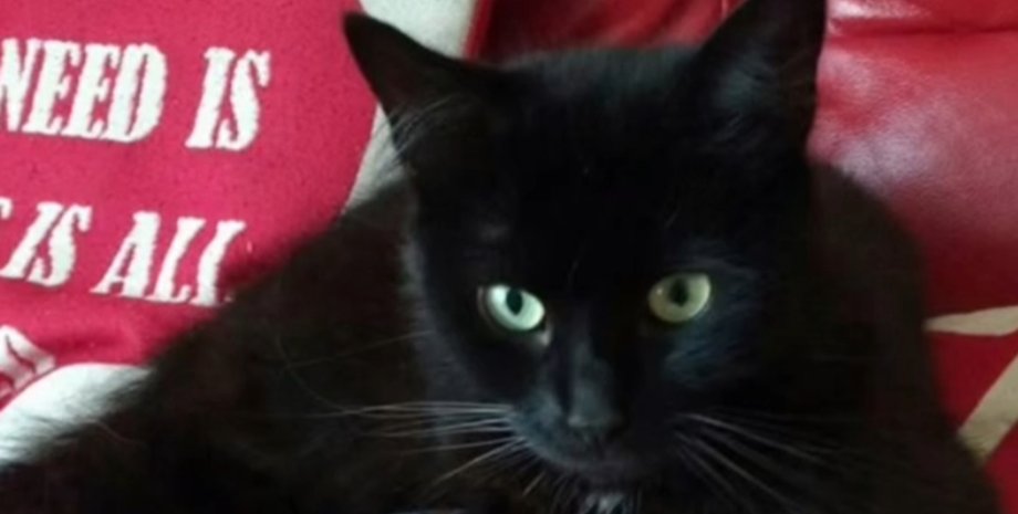 Кот вернулся домой спустя 10 лет, хозяйка рассказала где он был все время