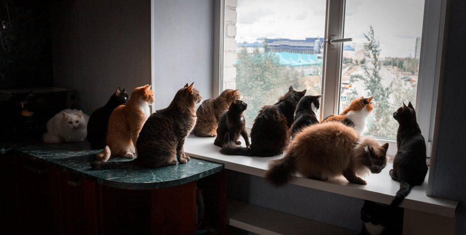 Синдром Ноя, домашние животные, коты и собаки, незаконное содержание животных, суд, скандал, курьезы, Франция