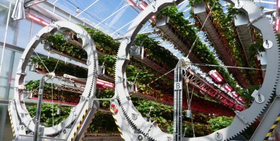 теплиці, полуниця