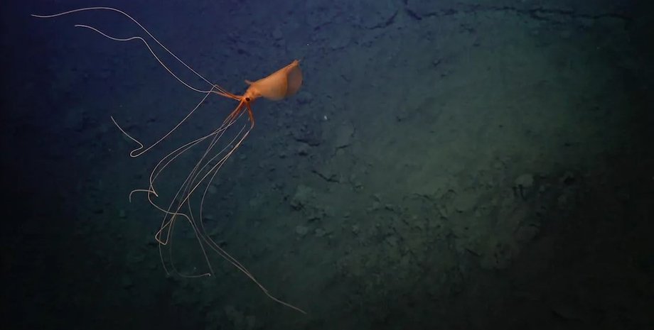 океан, кальмар