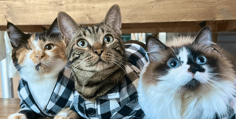 Коти Коти в одязі