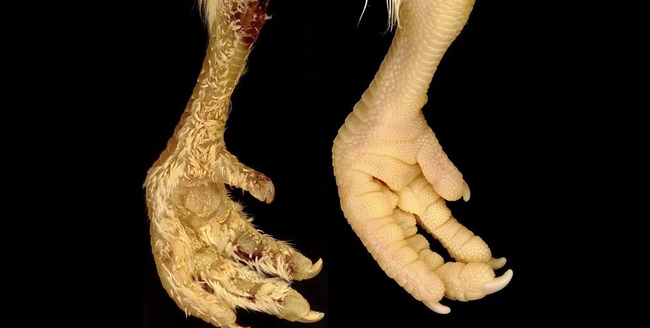 курица, чешуя, перья