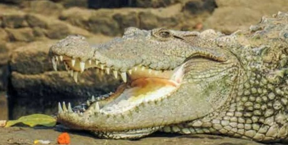 крокодил