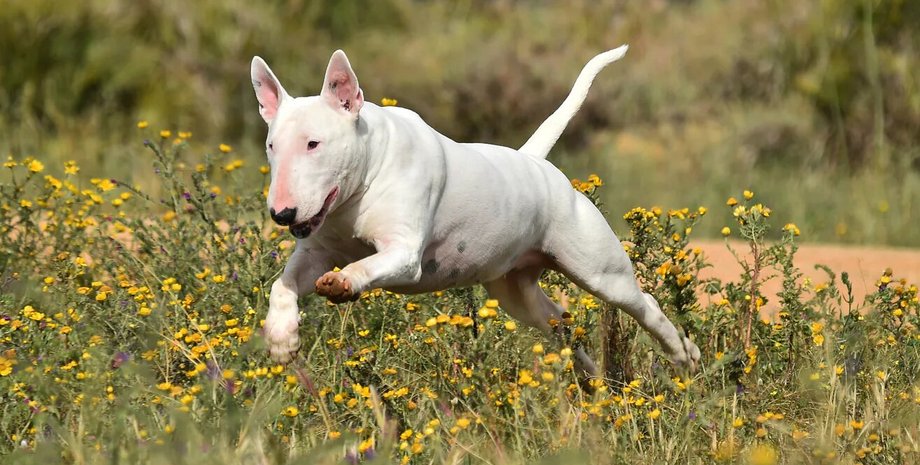 бультерьер, поле, цвети, фото