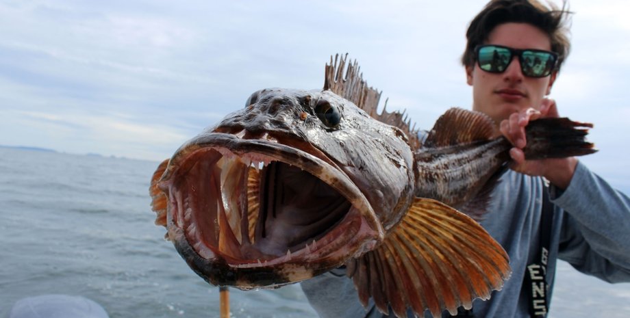 линкод, рыба, зубы