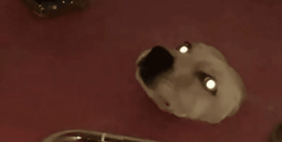 Собака застряла в полу, собака, животное, ремонт в ванной комнате, портал для собак, забралась под пол, соцсети,