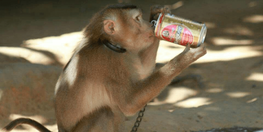 Обезьяны, приматы, укус обезьяны, обезьяна напала на людей, пьяная обезьяна, животные, вирус, бешенство