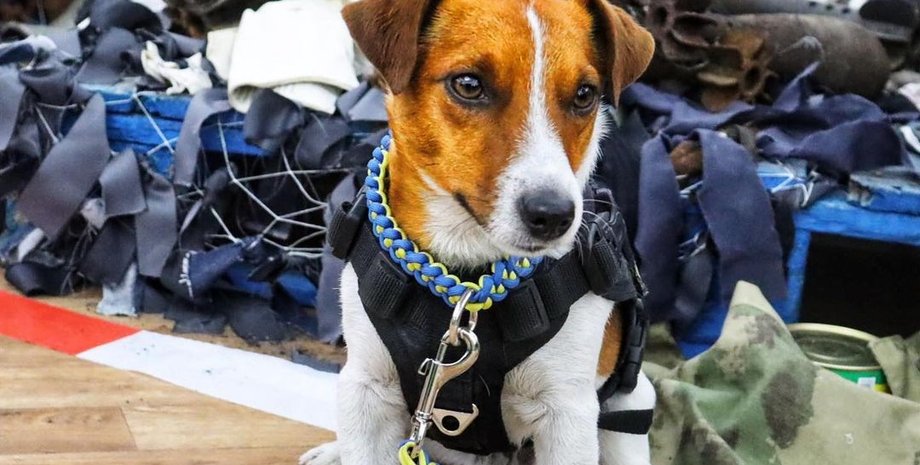 пес патрон, мурал в киеве, патрон, пес-сапер патрон, мурал патрона в Киеве, киевские муралы