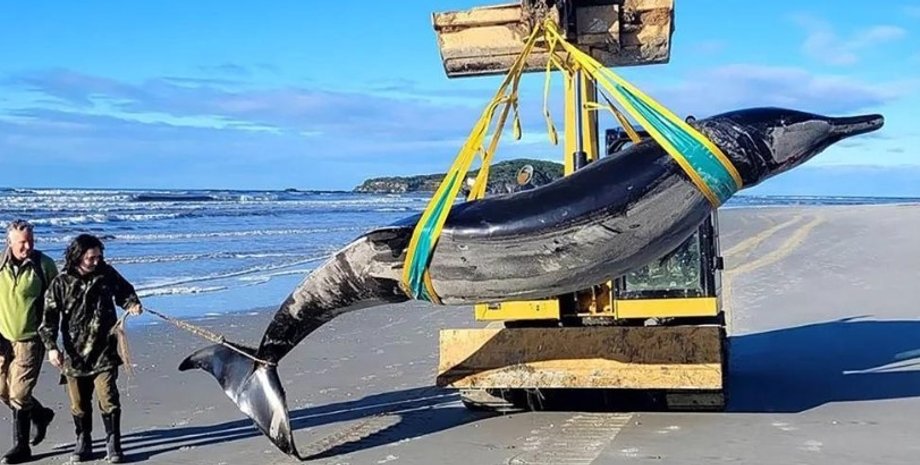 редкий кит, ремнезубый кит