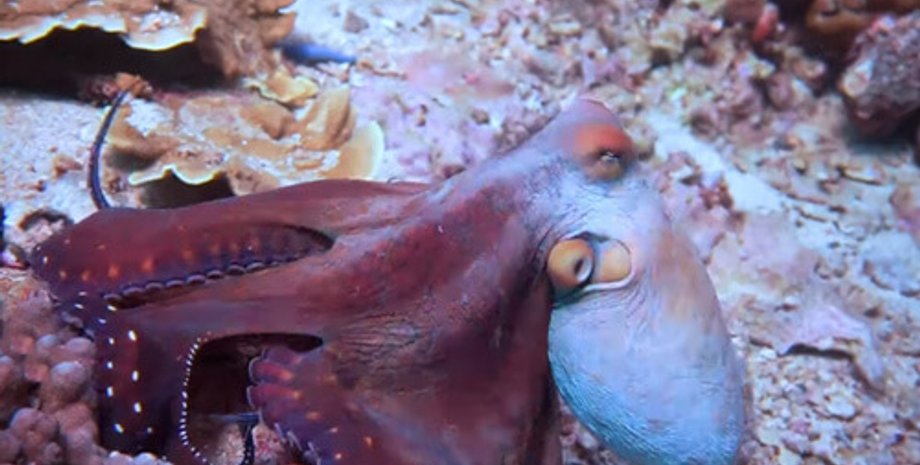 Осьминог, цвет, длина волны, глаз, наблюдатель