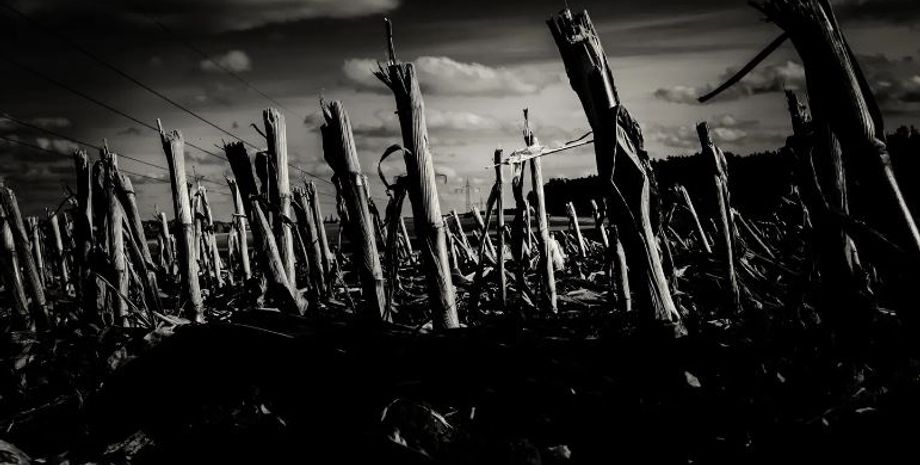 сера, нехватка серы