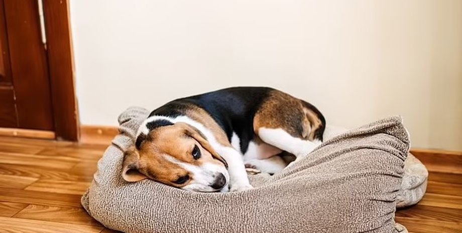 собаки, собаки скука, собаки скучают