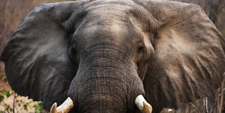 африканский слон