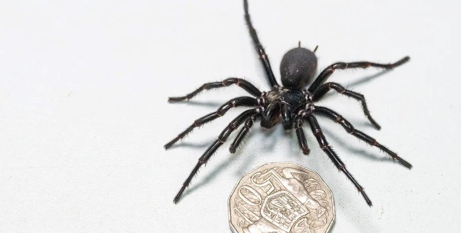 паук, сиднейский паук, воронкообразный паук
