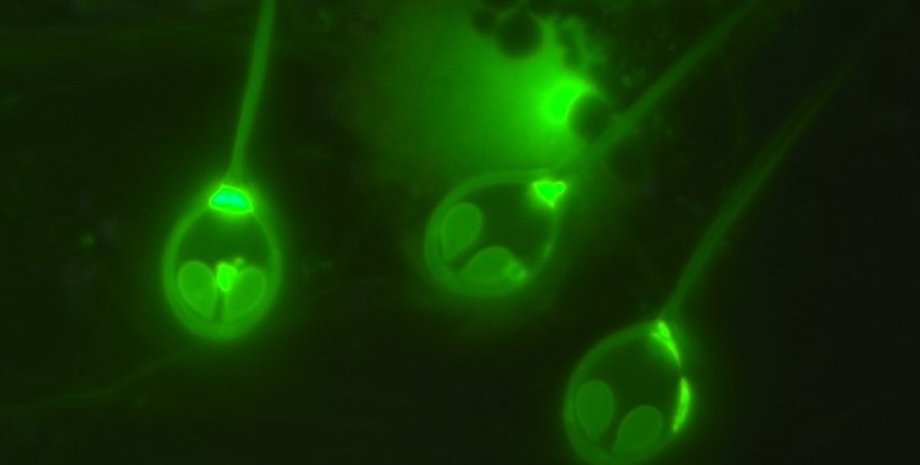 паразит, паразит книдарий