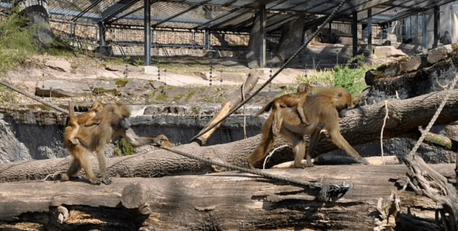 Зоопарк, зверинец, Германия, убийство обезьян, приматы, размножение животных, фото, скандал