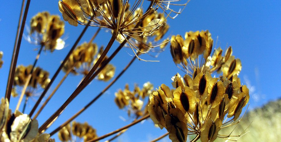 лекарство от COVID-19, ядовитое растение, пандемия COVID-19, экспериментальный препарат