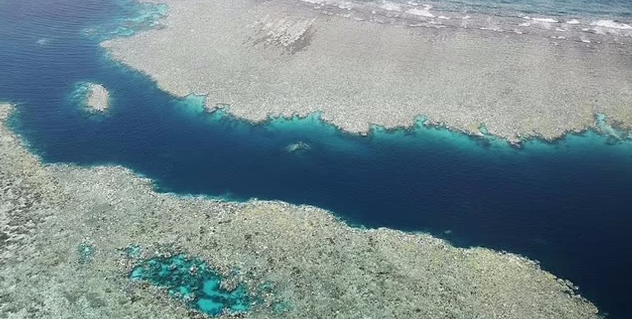 корали, коралові рифи