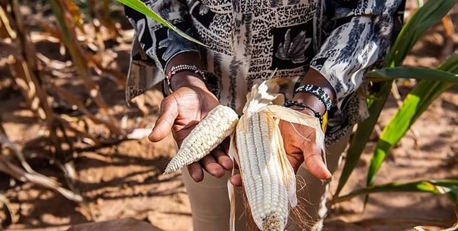 кукуруза, кукуруза билла гейтса