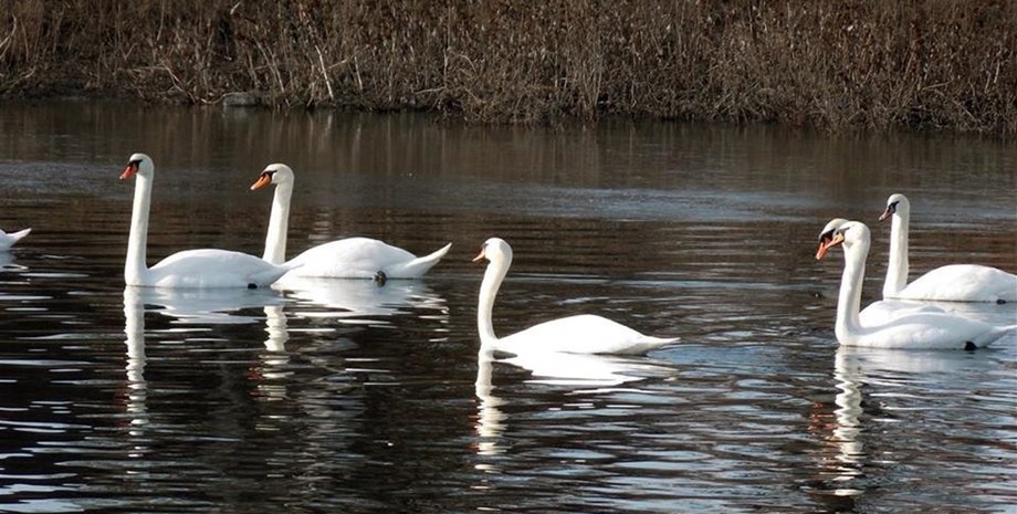 заповідник, отруєння, птиці, отрута, асканія нова, асканія-нова, Госпродпотребслужба