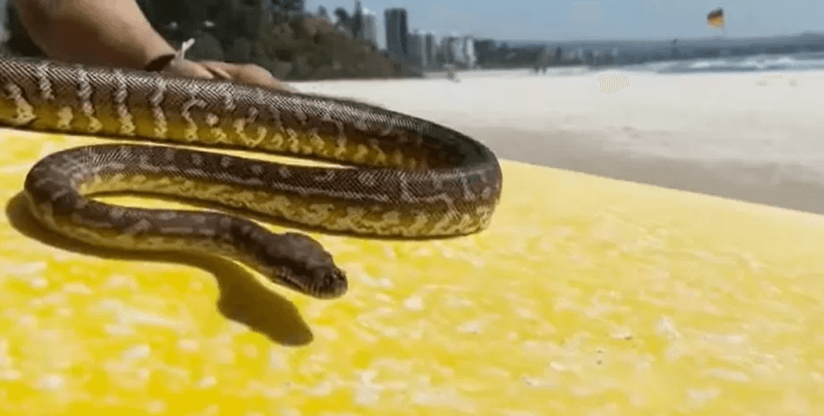 Змія на серфінгу, пітон, Шифа, отримав штраф, небезпечно для людей, океан, пляж, штраф, гроші, домашня змія
