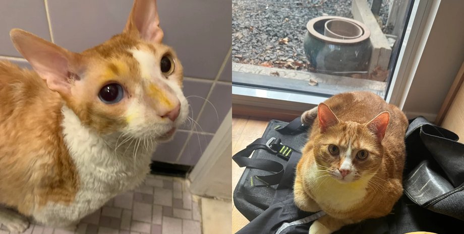 Кошки за ночь изменили цвет из-за новых цветов в доме