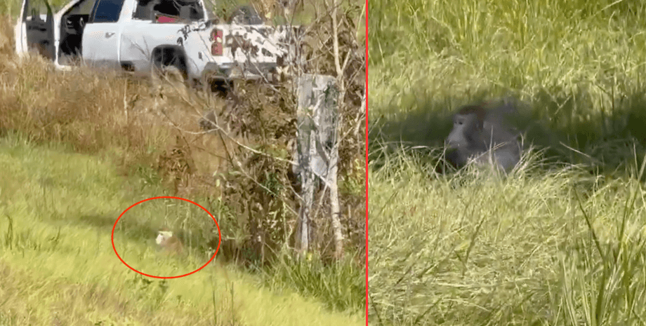 В США в результате ДТП из грузовика сбежали зараженные обезьяны