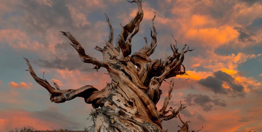 самая старая сосна