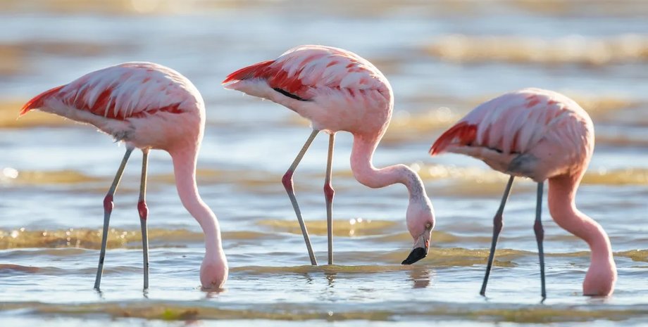 харчування фламінго