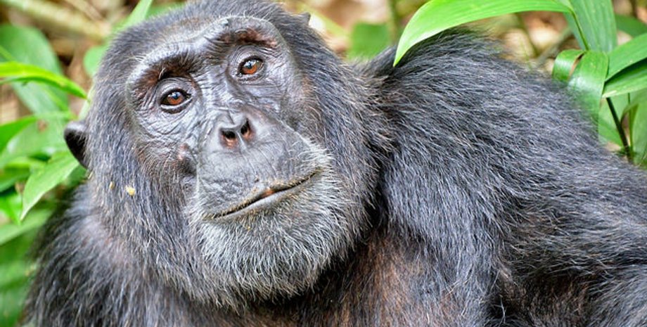 Flickr/Rod Waddington