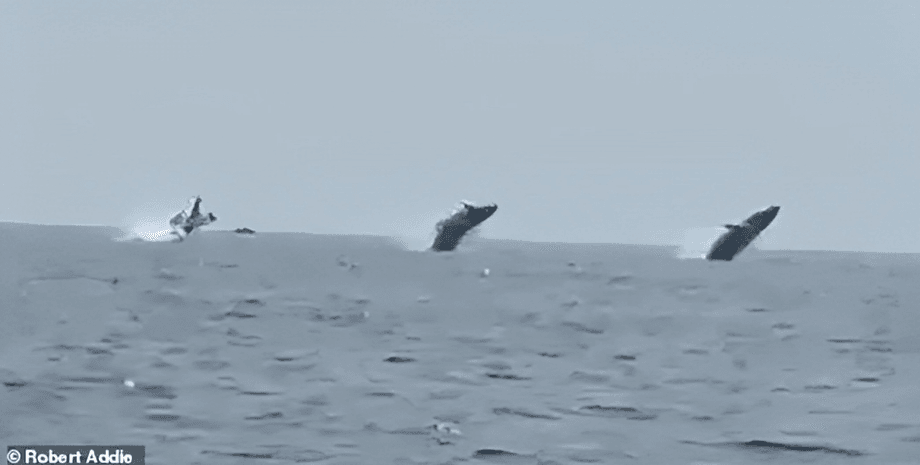 Киты одновременно выпрыгивают из воды