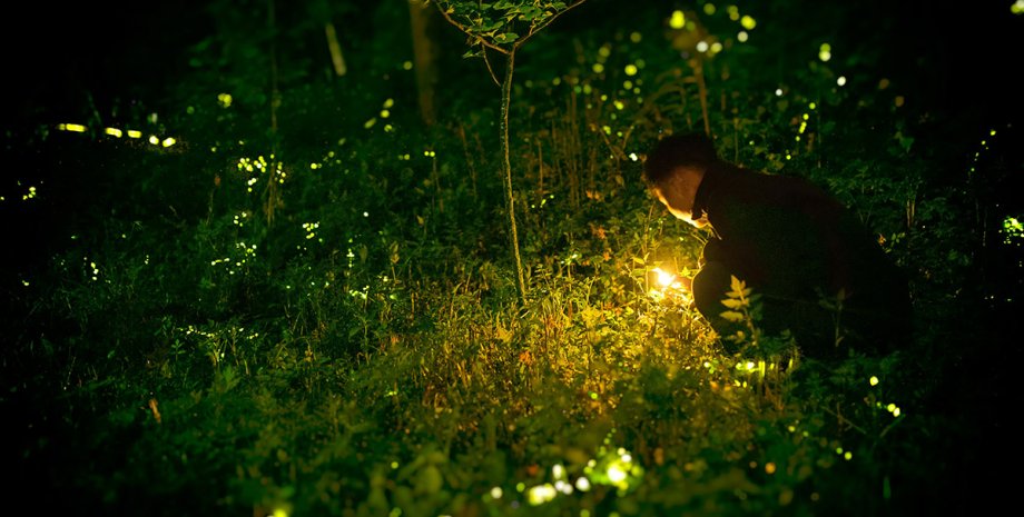 светлячки насекомые, свет, природа