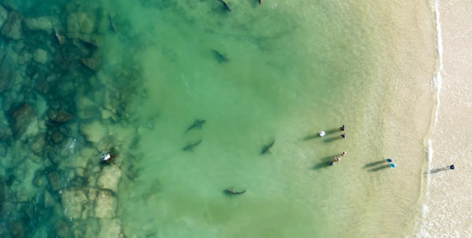 темна акула напала на людину Перший в історії напад темної акули на людину: люди винні самі0