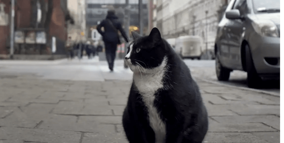 кот Гацек, Гацек