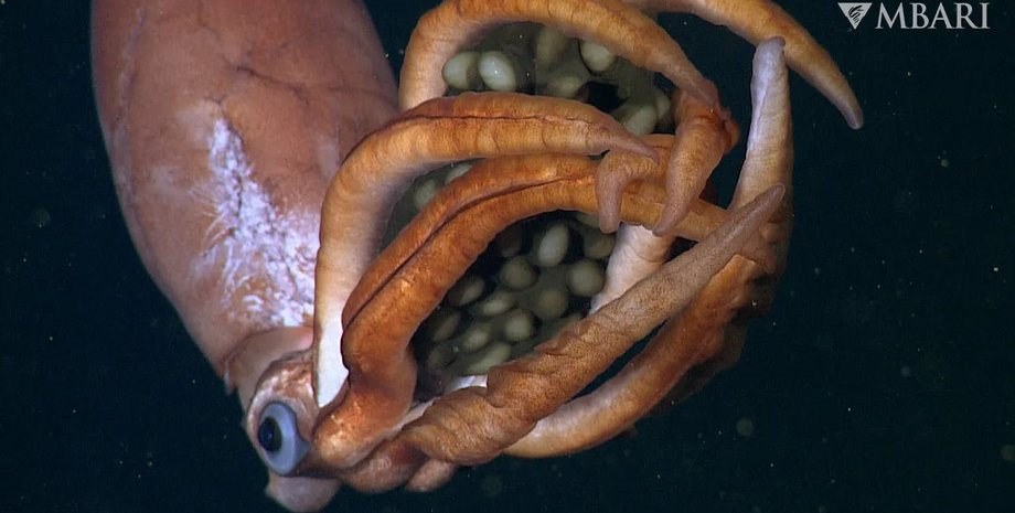 кальмар, кальмар яйца, самка кальмара
