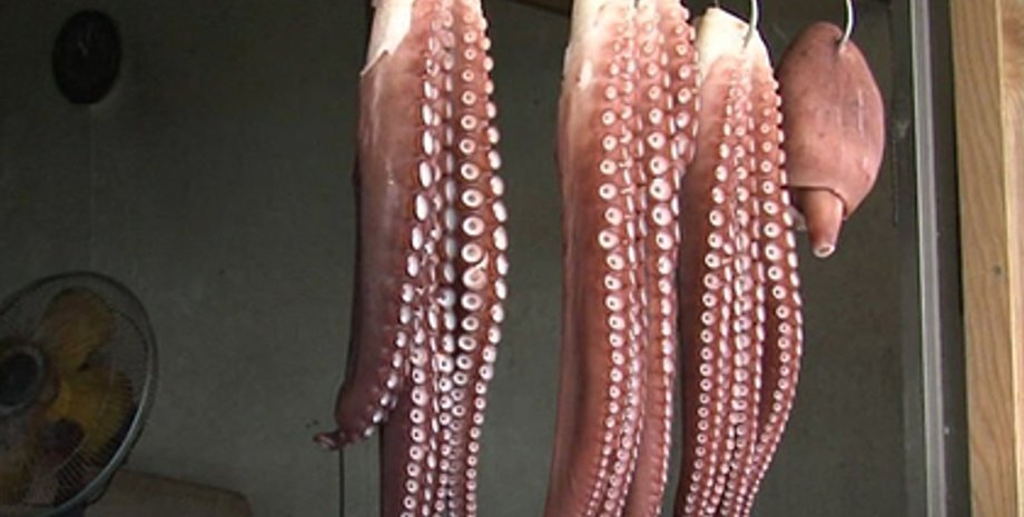 Тушка Рабьо/Фото: twitter.com/mizuhara_kai