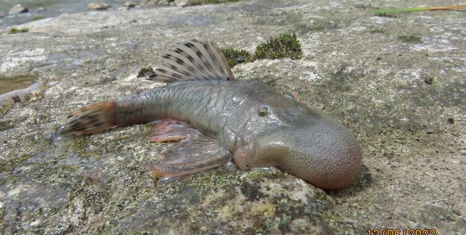 каплеголовая рыба, бронированный сом