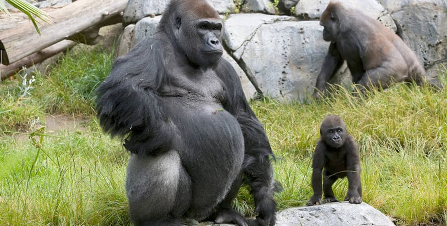 гориллы, сан-диего