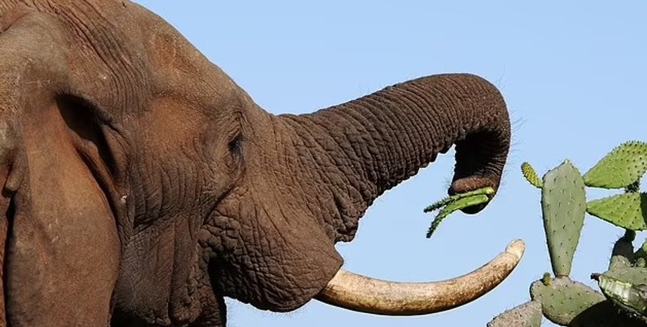 слоны, питание слонов