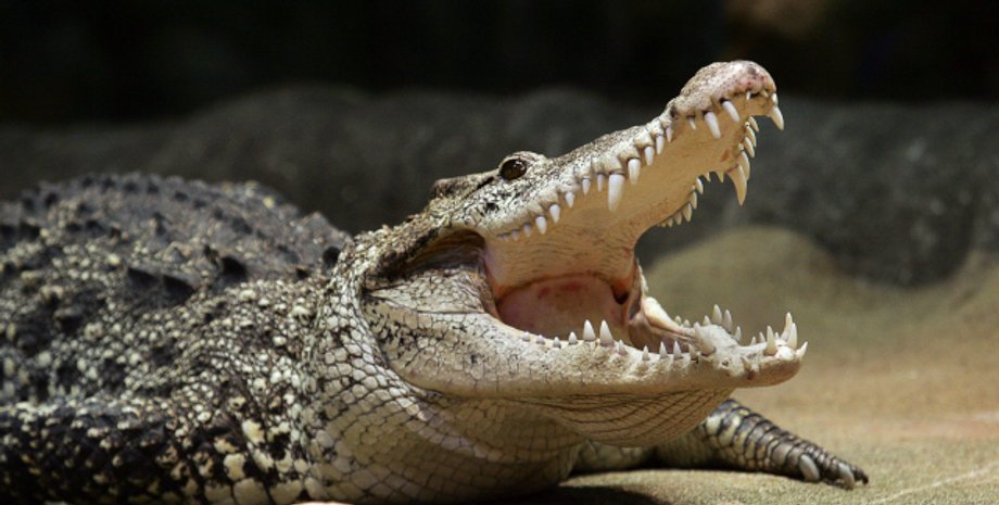 Фото: The Local Sweden